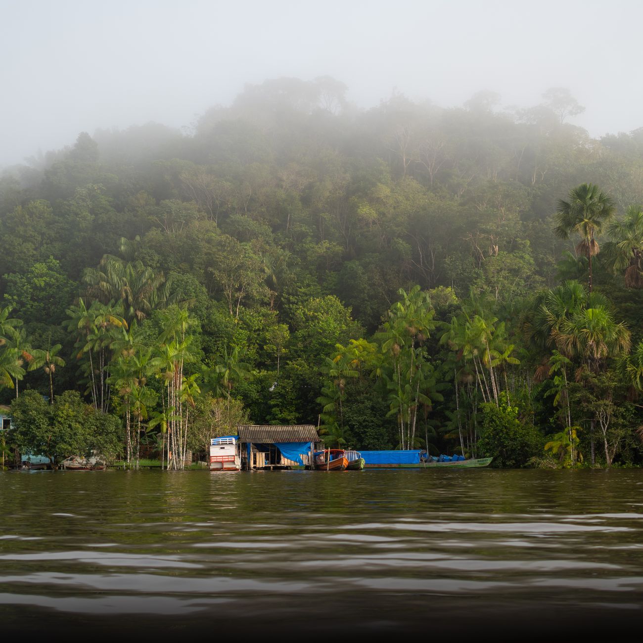 Floresta Amazônica com rio sinuoso